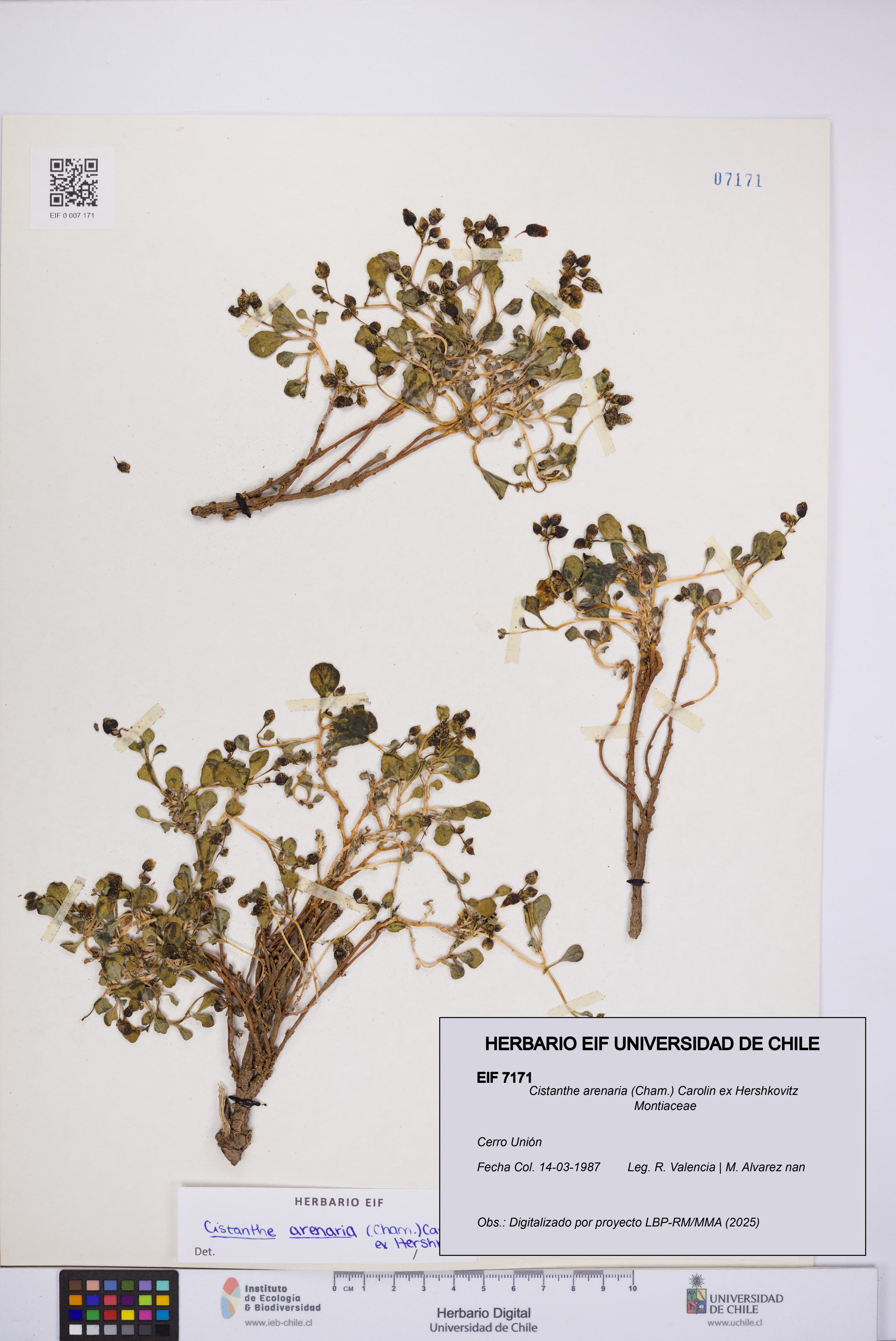 Cistanthe arenaria [Espécimen: UCH:EIF:0007171]