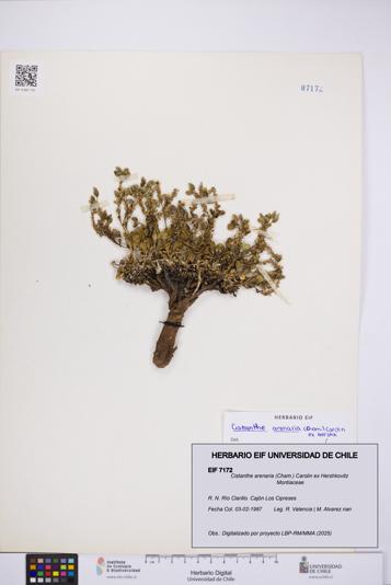 Cistanthe arenaria [Espécimen: UCH:EIF:0007172]