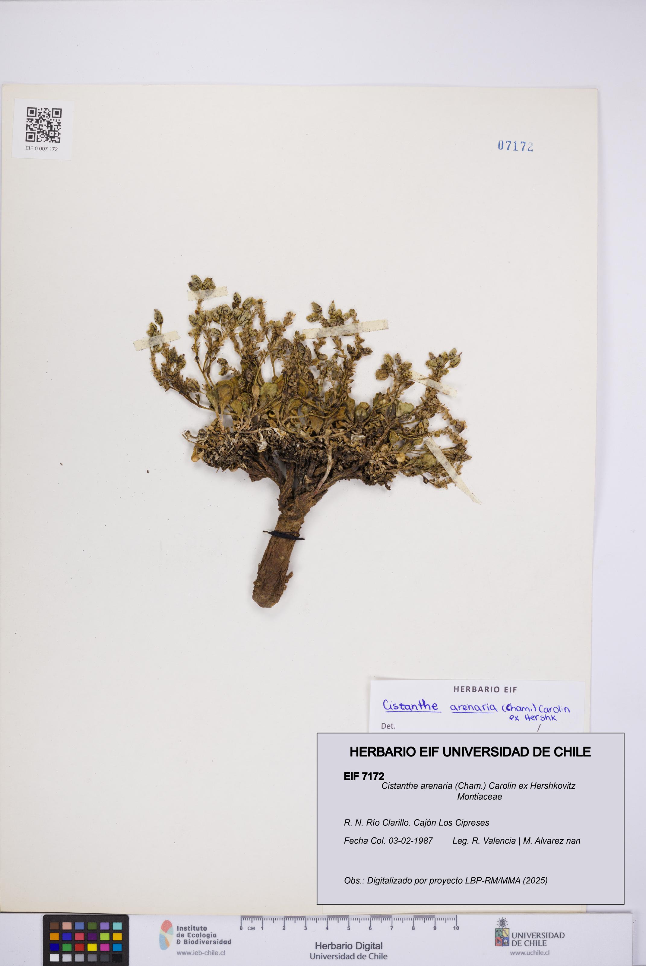 Cistanthe arenaria [Espécimen: UCH:EIF:0007172]