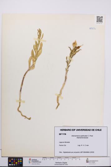 Alstroemeria spathulata [Espécimen: UCH:EIF:0007176]