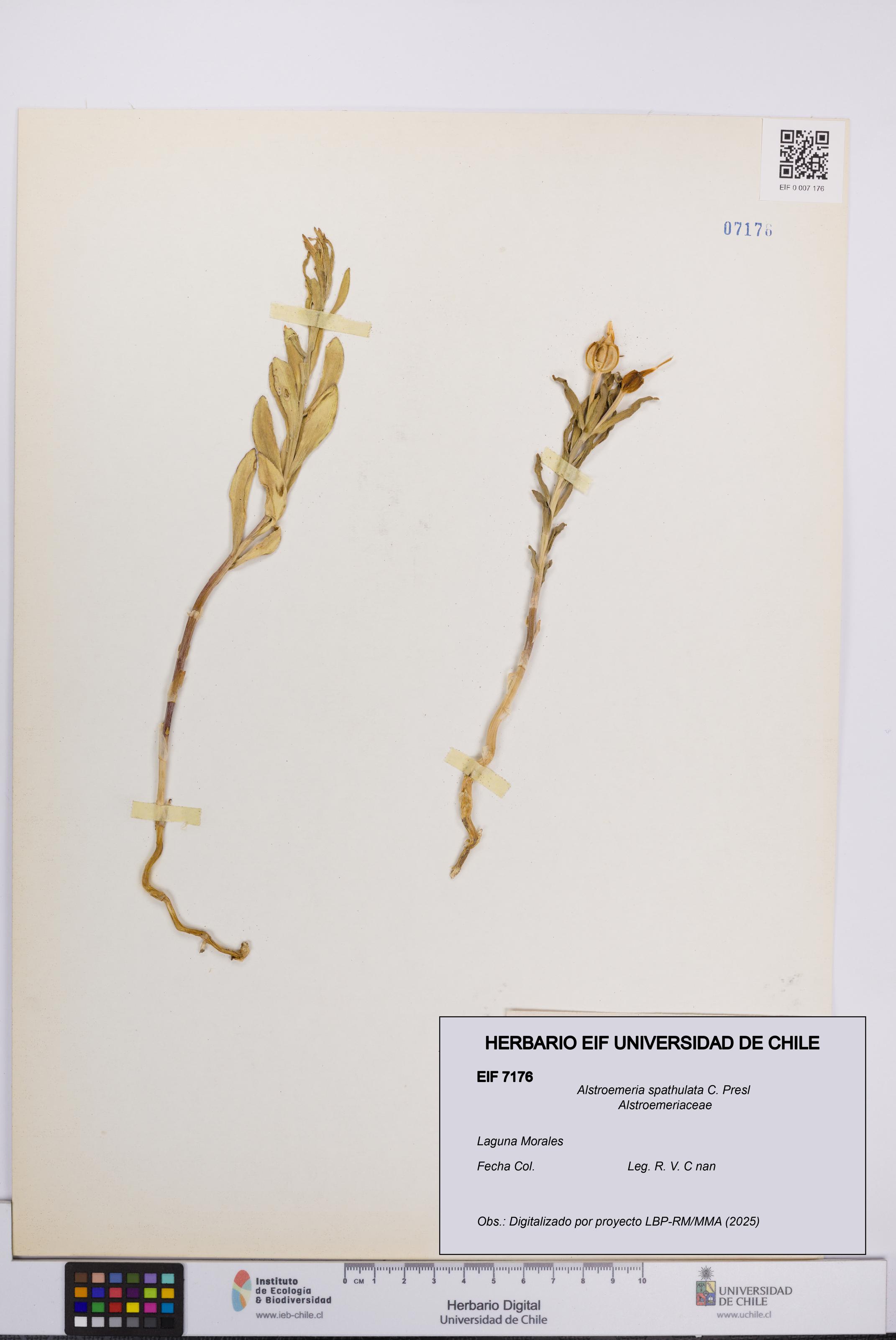 Alstroemeria spathulata [Espécimen: UCH:EIF:0007176]