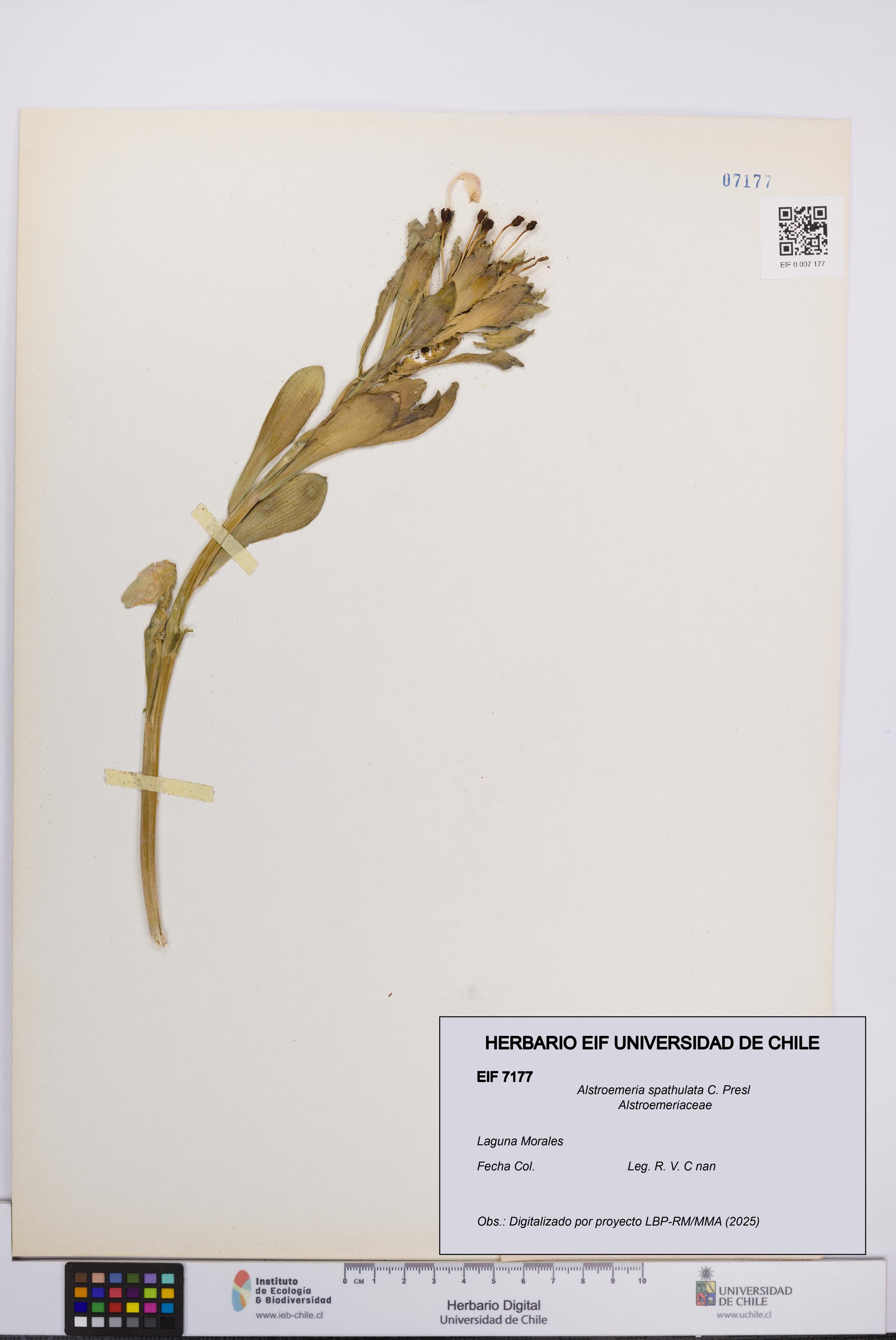 Alstroemeria spathulata [Espécimen: UCH:EIF:0007177]