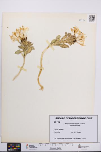 Alstroemeria spathulata [Espécimen: UCH:EIF:0007178]
