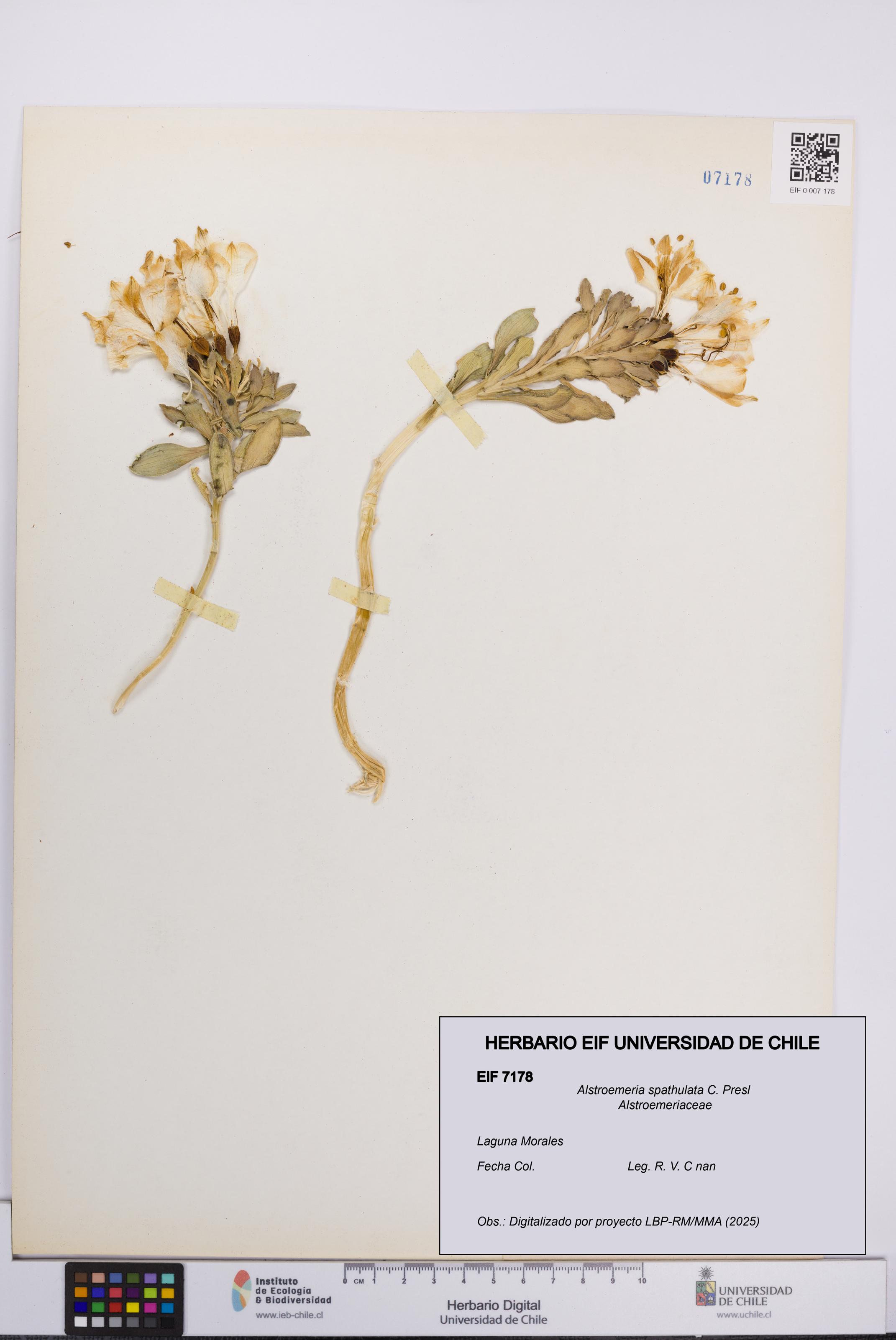 Alstroemeria spathulata [Espécimen: UCH:EIF:0007178]