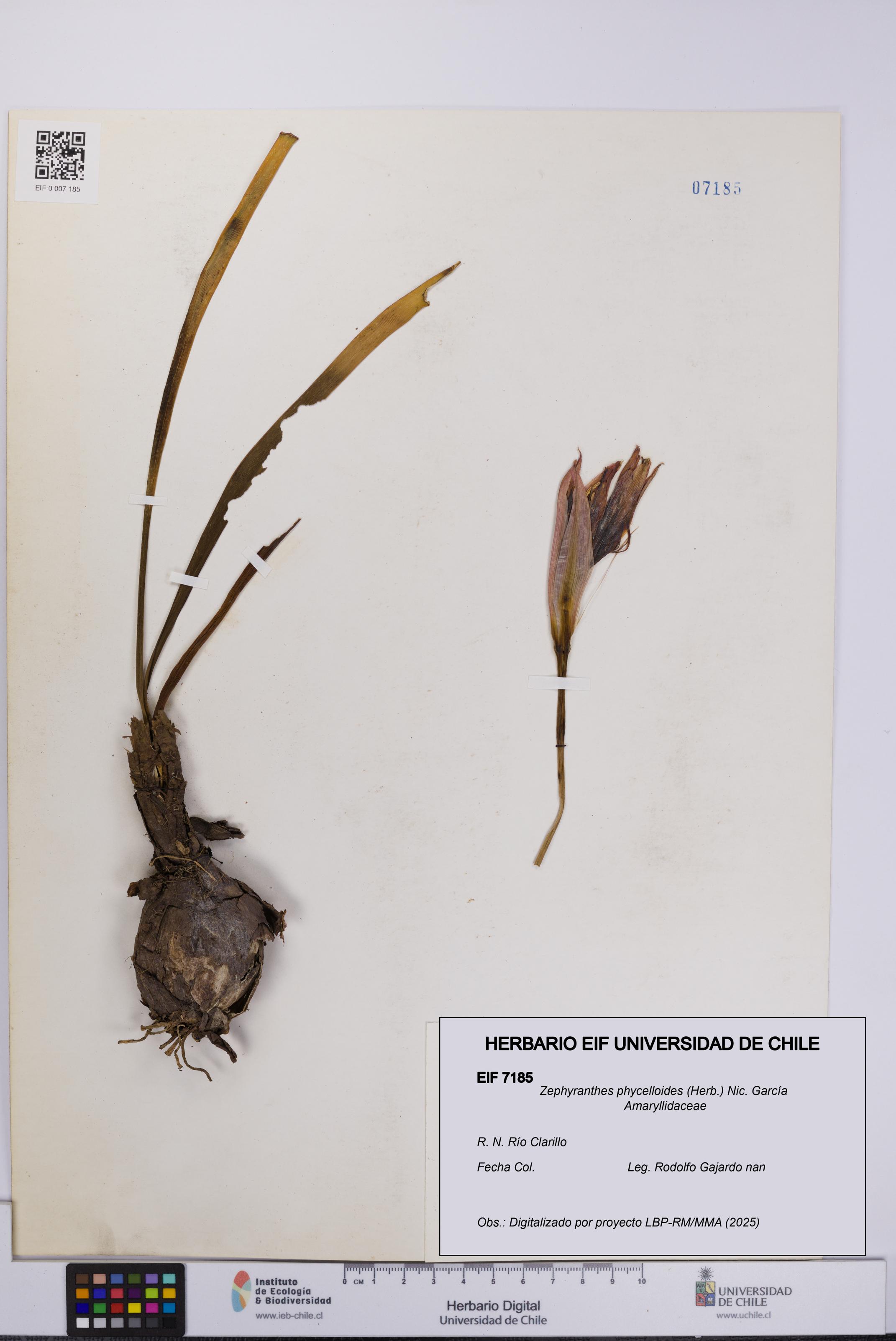 Zephyranthes phycelloides [Espécimen: UCH:EIF:0007185]