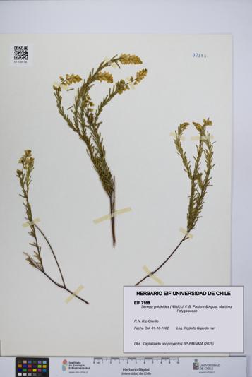 Senega gnidioides [Espécimen: UCH:EIF:0007188]