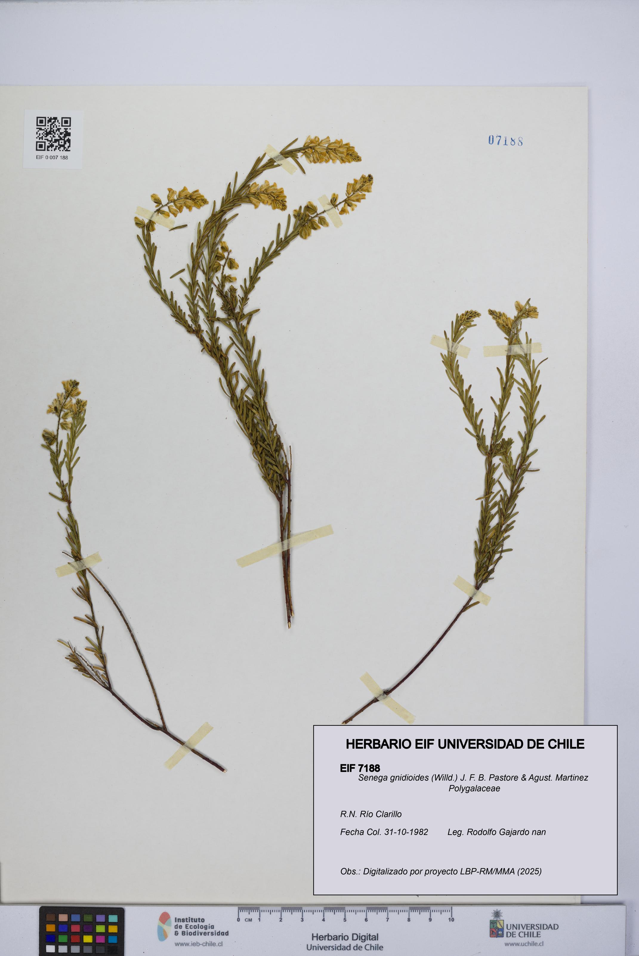 Senega gnidioides [Espécimen: UCH:EIF:0007188]