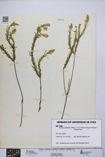 Senega gnidioides [Espécimen: UCH:EIF:0007189]