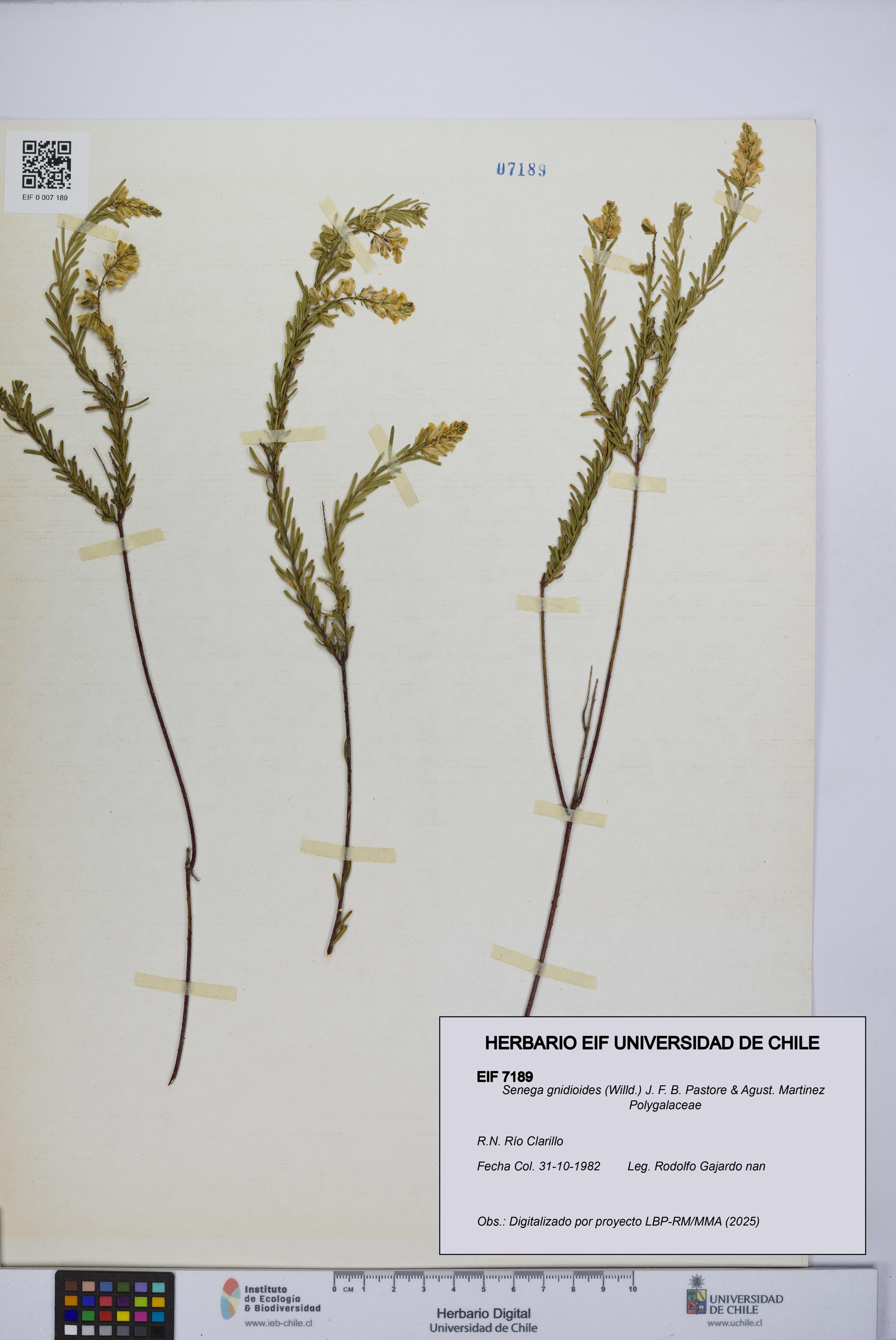 Senega gnidioides [Espécimen: UCH:EIF:0007189]