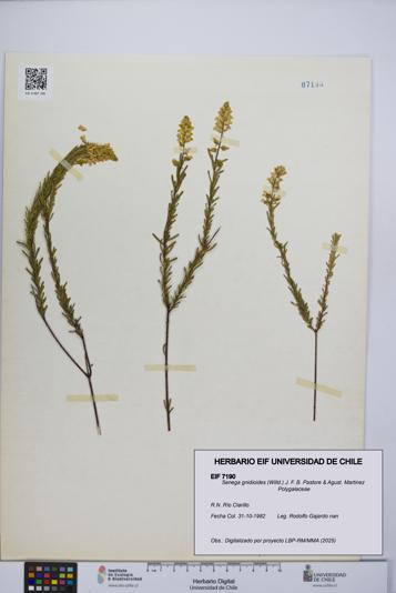 Senega gnidioides [Espécimen: UCH:EIF:0007190]