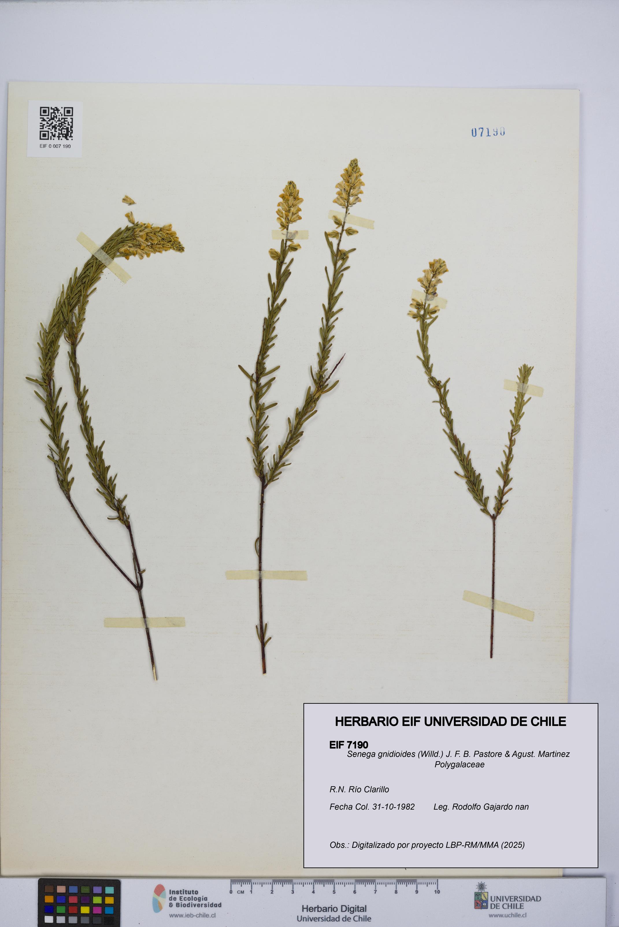 Senega gnidioides [Espécimen: UCH:EIF:0007190]