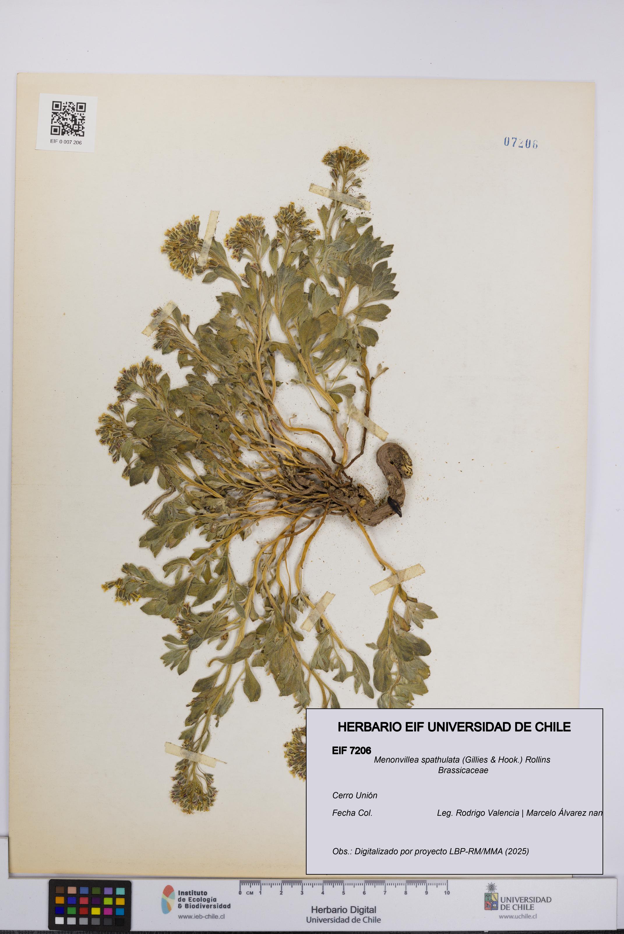 Menonvillea spathulata [Espécimen: UCH:EIF:0007206]