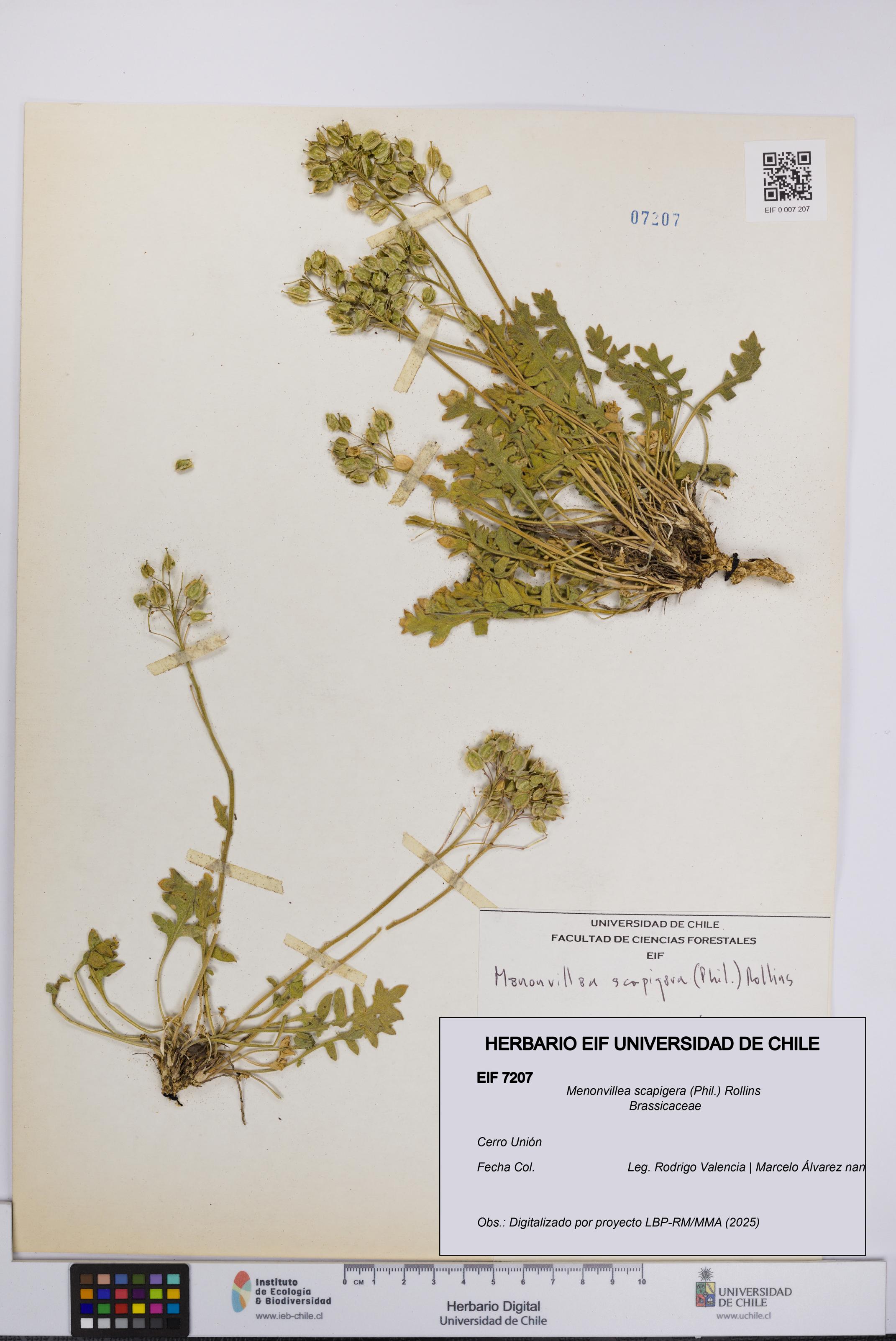 Menonvillea scapigera [Espécimen: UCH:EIF:0007207]