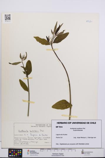 Avellanita bustillosii [Espécimen: UCH:EIF:0007214]