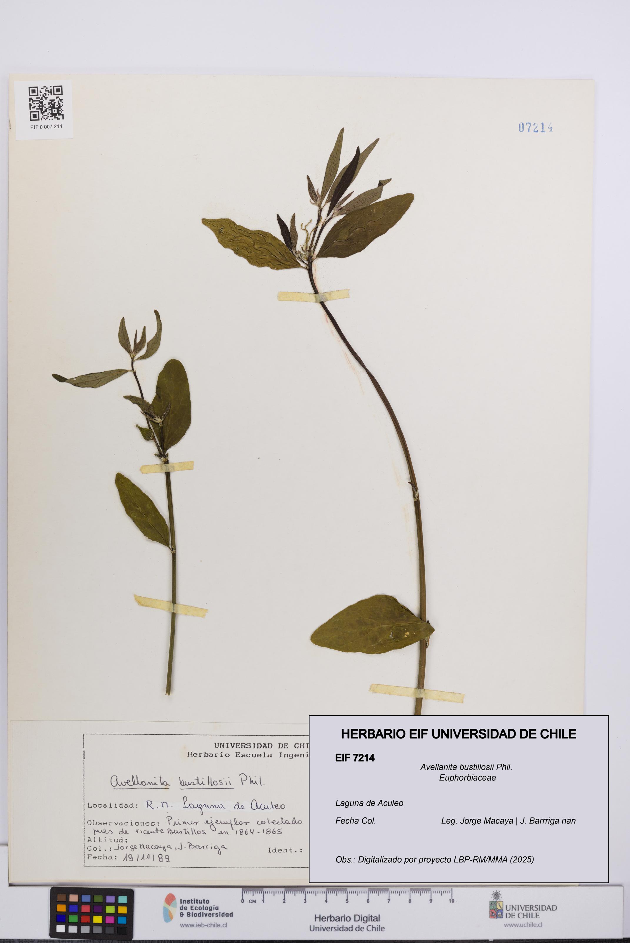 Avellanita bustillosii [Espécimen: UCH:EIF:0007214]