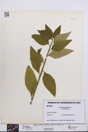 Avellanita bustillosii [Espécimen: UCH:EIF:0007215]