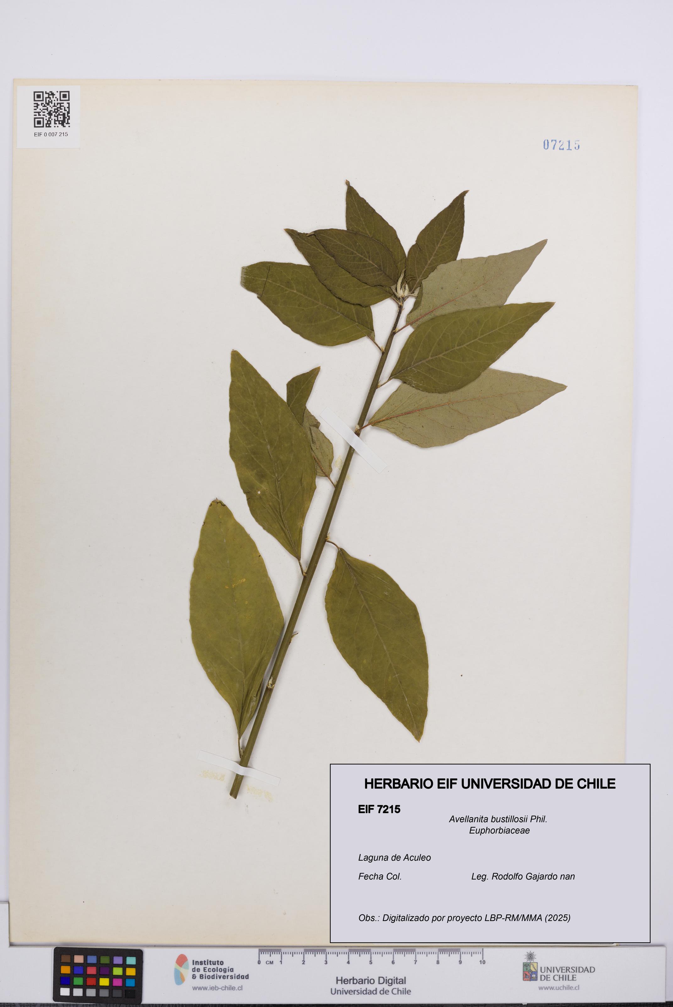 Avellanita bustillosii [Espécimen: UCH:EIF:0007215]