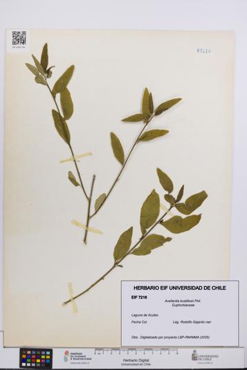 Avellanita bustillosii [Espécimen: UCH:EIF:0007216]