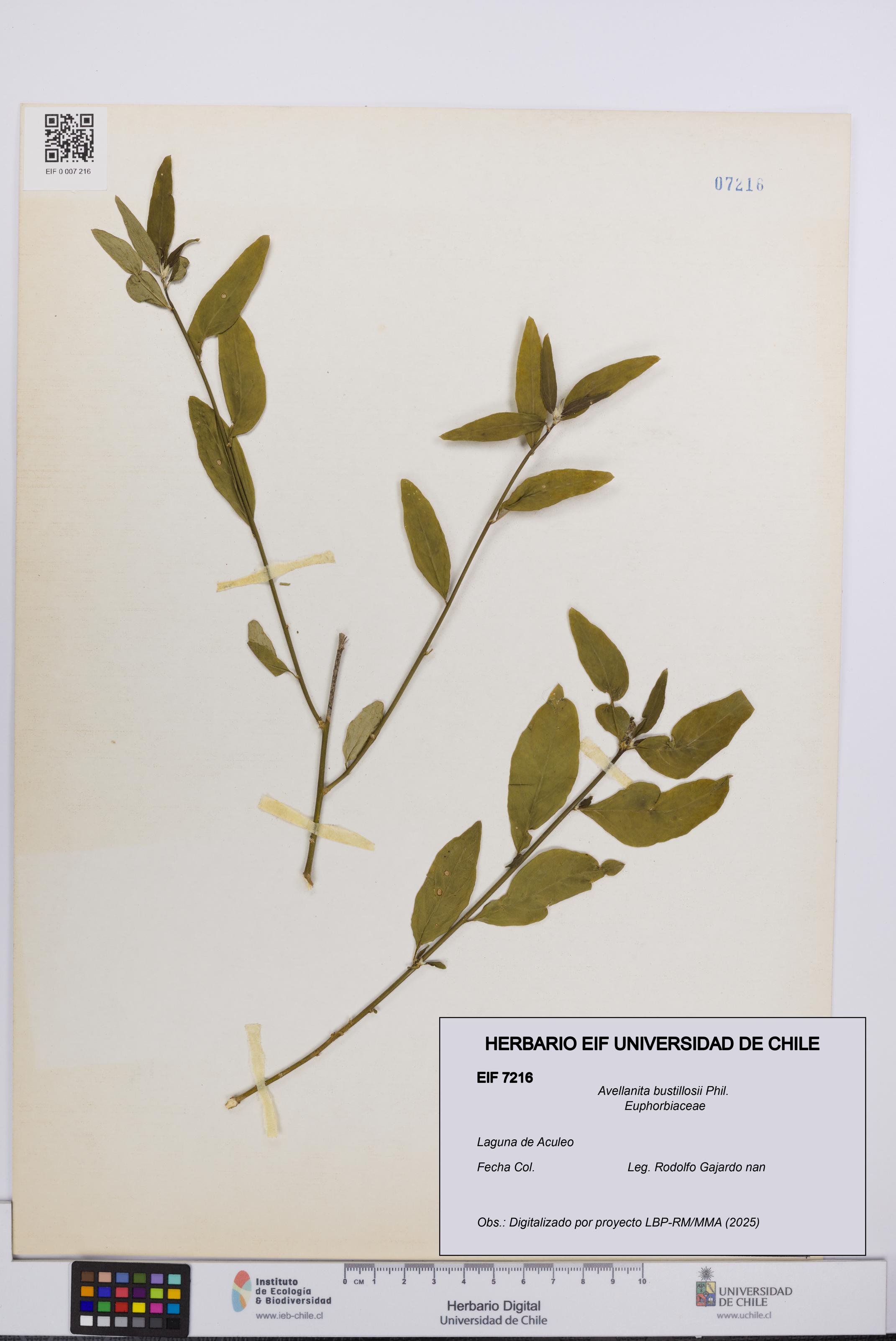 Avellanita bustillosii [Espécimen: UCH:EIF:0007216]