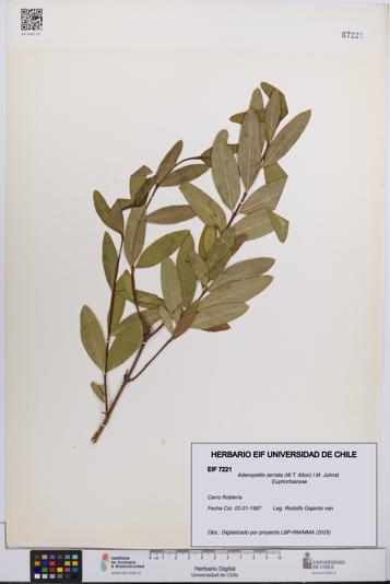 Adenopeltis serrata [Espécimen: UCH:EIF:0007221]