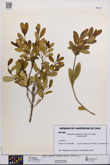 Adenopeltis serrata [Espécimen: UCH:EIF:0007225]