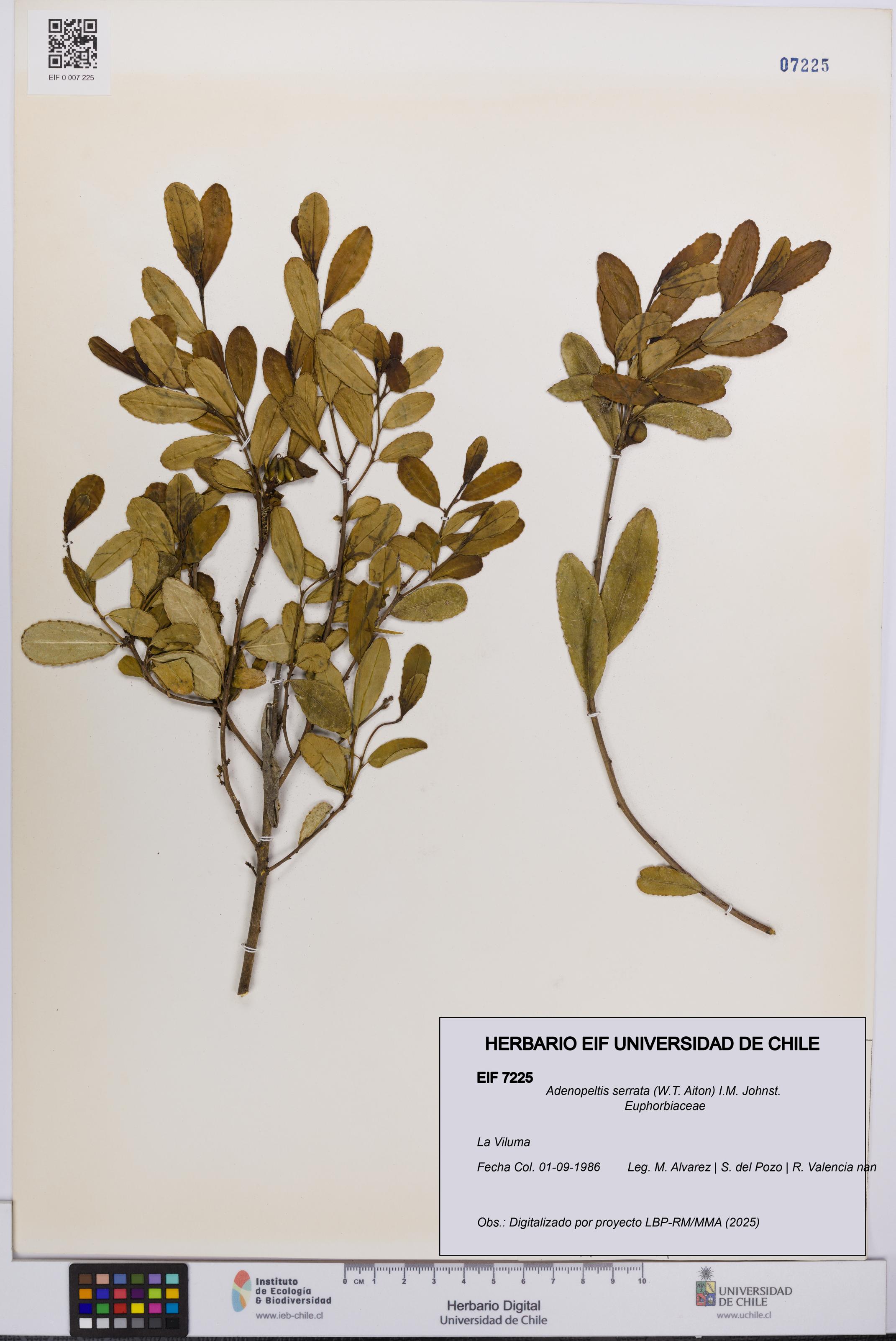 Adenopeltis serrata [Espécimen: UCH:EIF:0007225]