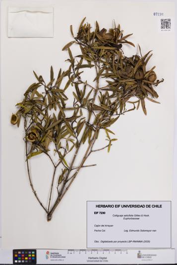 Colliguaja salicifolia [Espécimen: UCH:EIF:0007230]