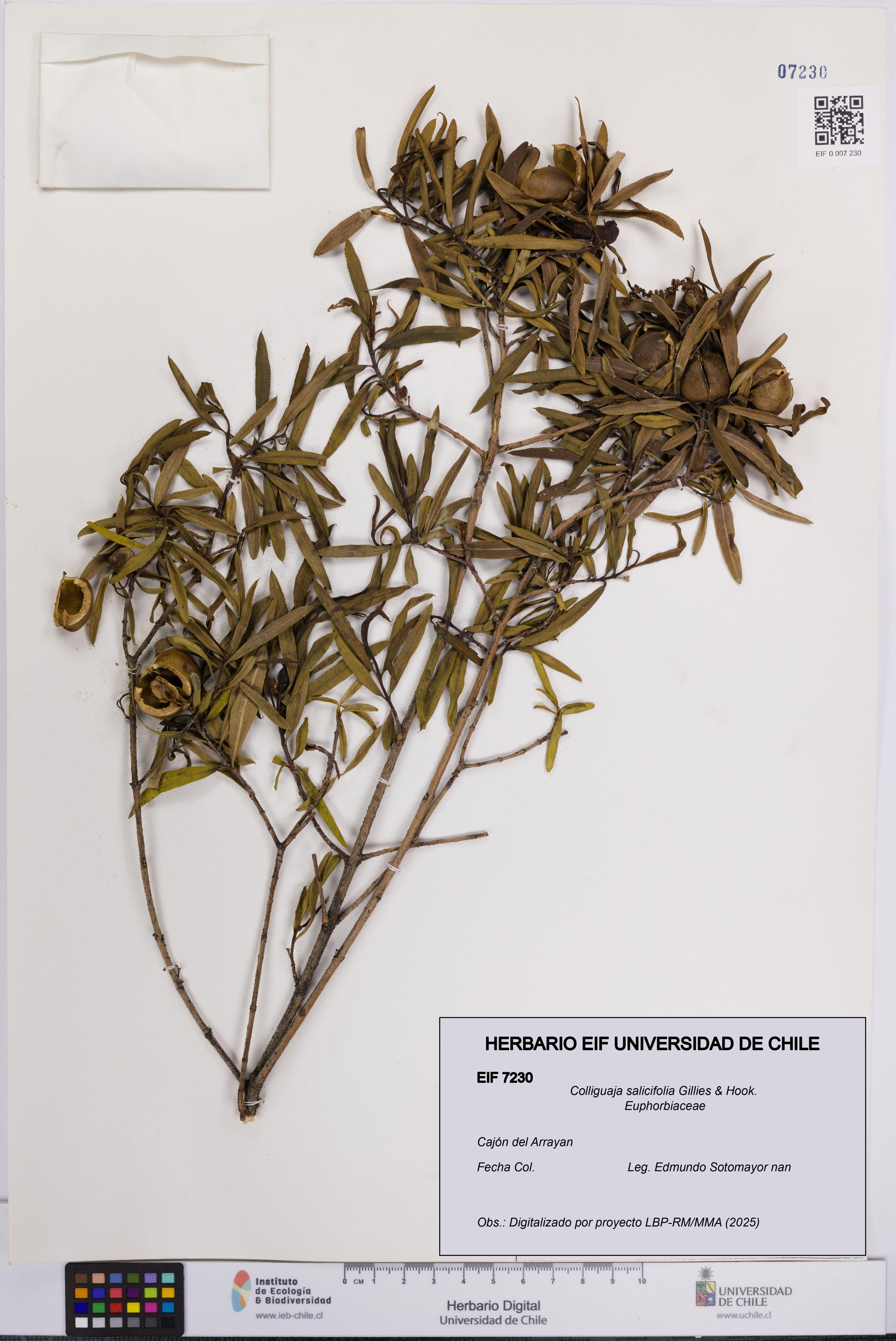 Colliguaja salicifolia [Espécimen: UCH:EIF:0007230]