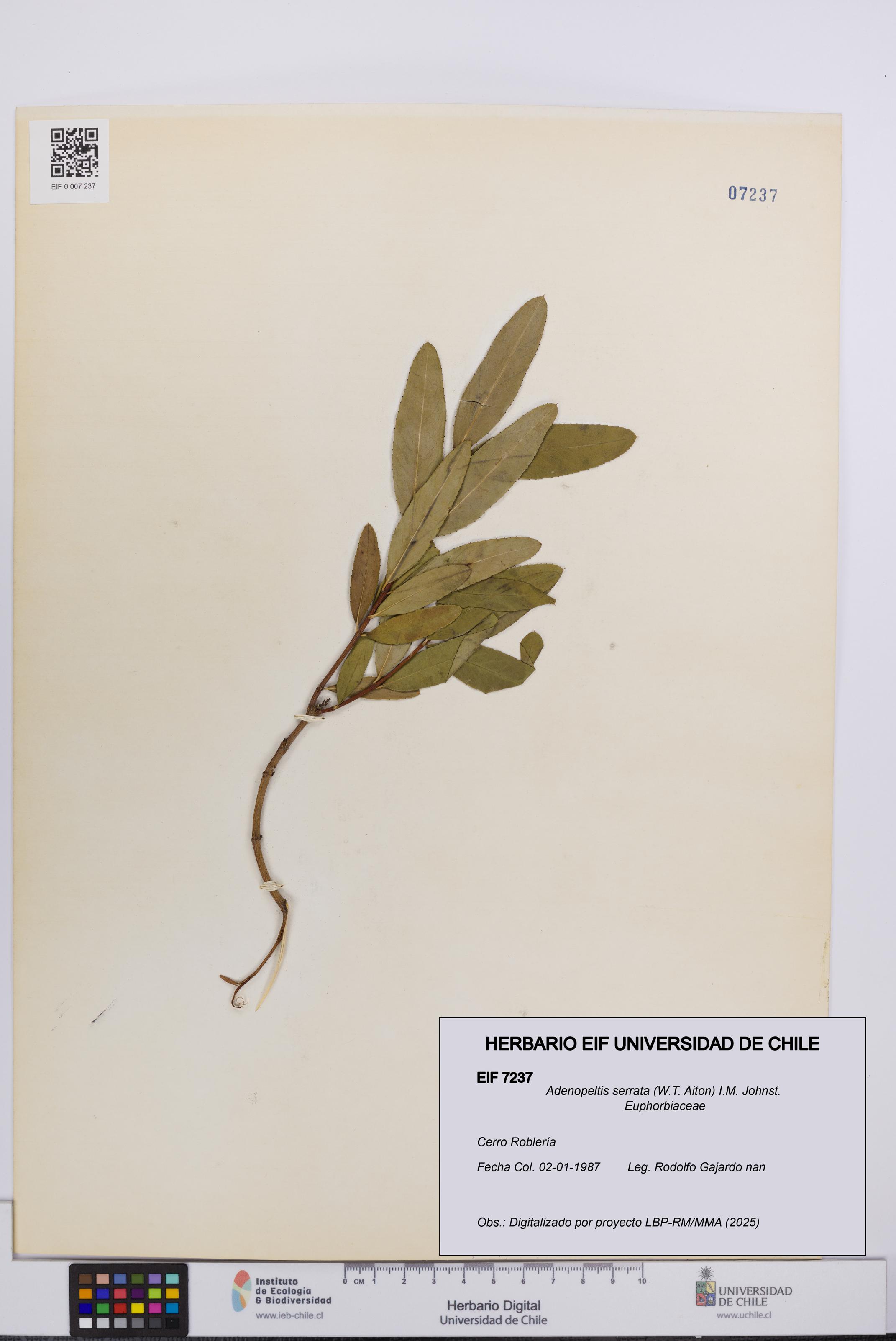 Adenopeltis serrata [Espécimen: UCH:EIF:0007237]