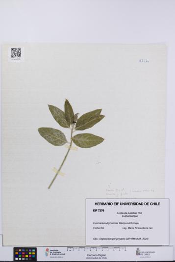 Avellanita bustillosii [Espécimen: UCH:EIF:0007276]