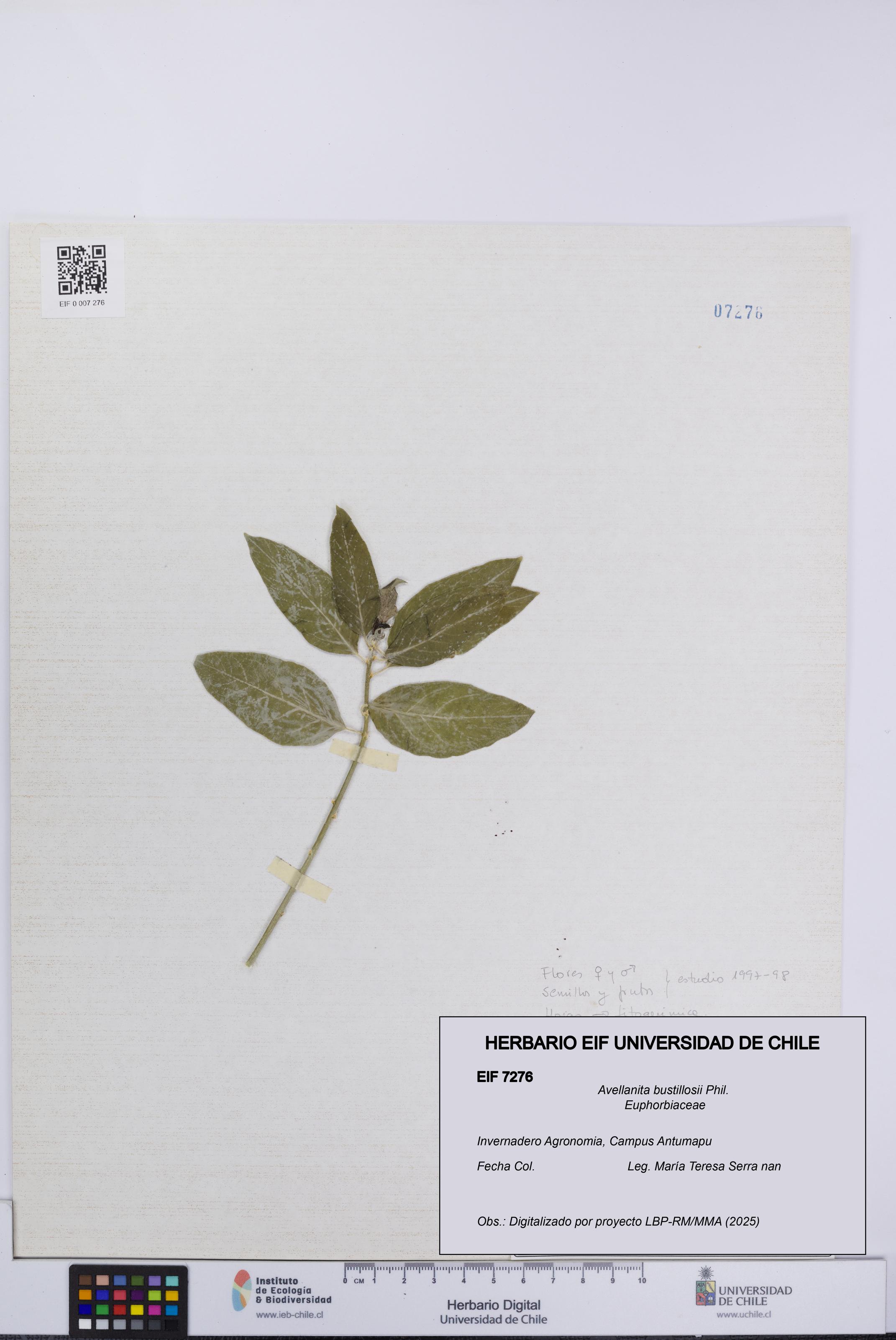 Avellanita bustillosii [Espécimen: UCH:EIF:0007276]