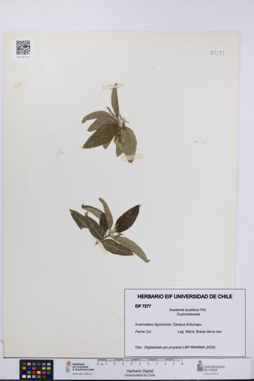 Avellanita bustillosii [Espécimen: UCH:EIF:0007277]