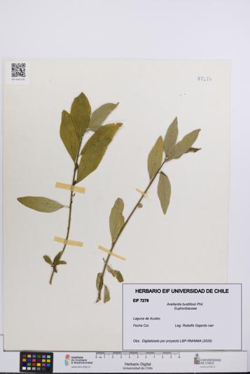 Avellanita bustillosii [Espécimen: UCH:EIF:0007278]