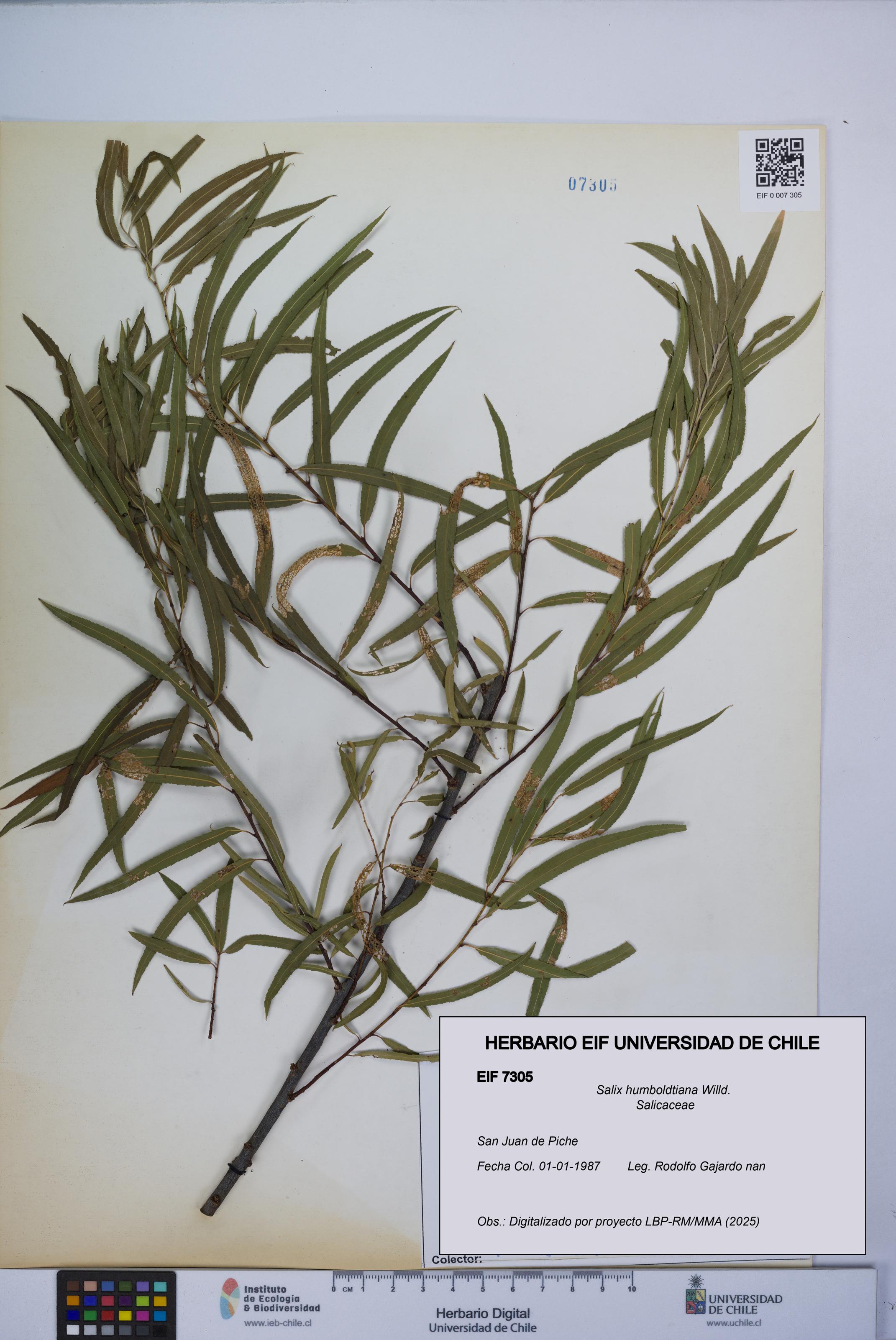 Salix humboldtiana [Espécimen: UCH:EIF:0007305]