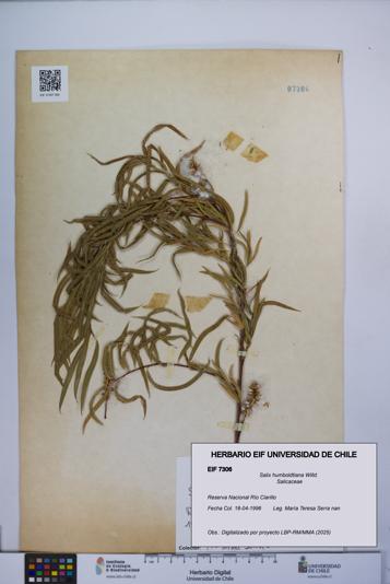Salix humboldtiana [Espécimen: UCH:EIF:0007306]