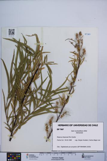 Salix humboldtiana [Espécimen: UCH:EIF:0007307]