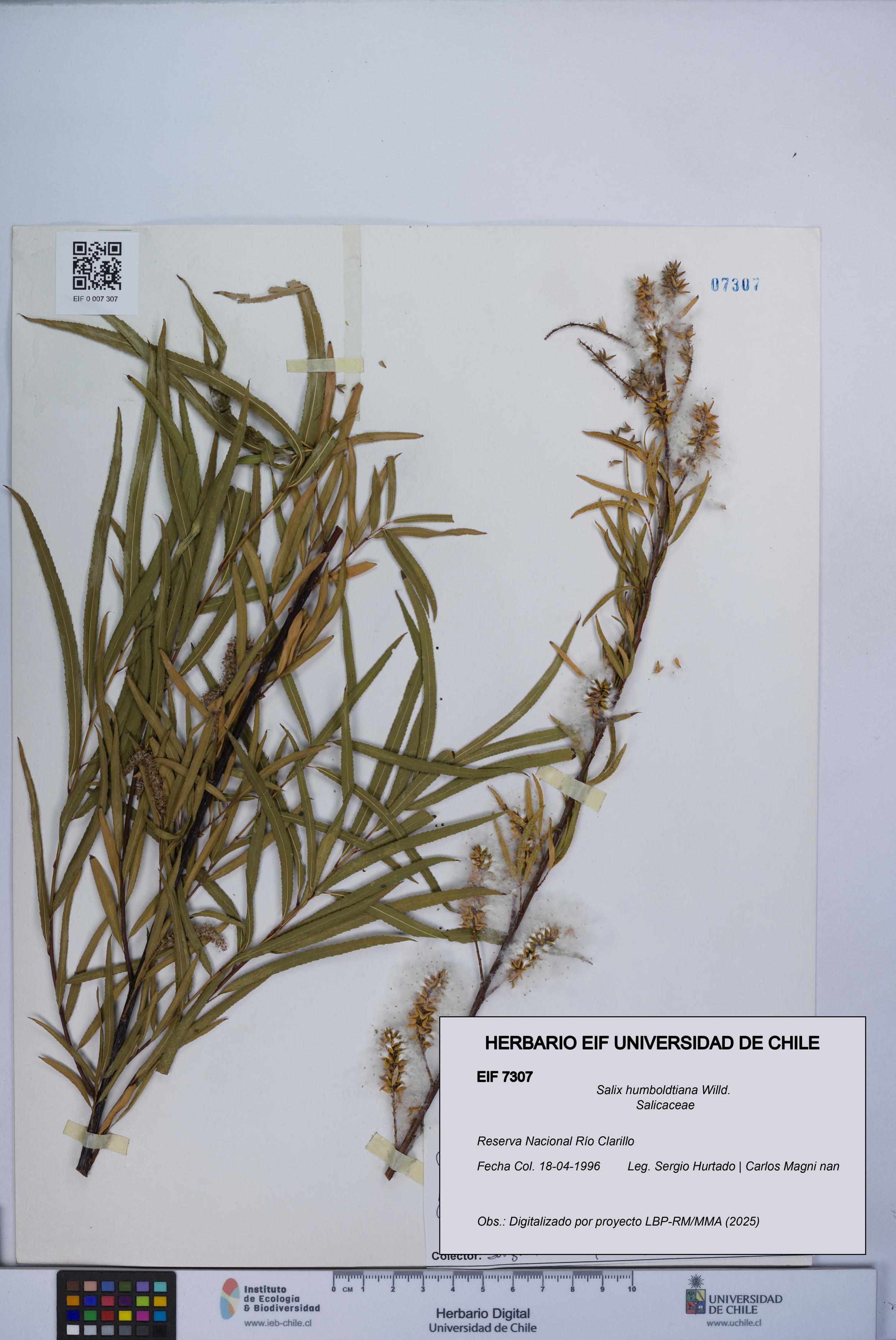 Salix humboldtiana [Espécimen: UCH:EIF:0007307]
