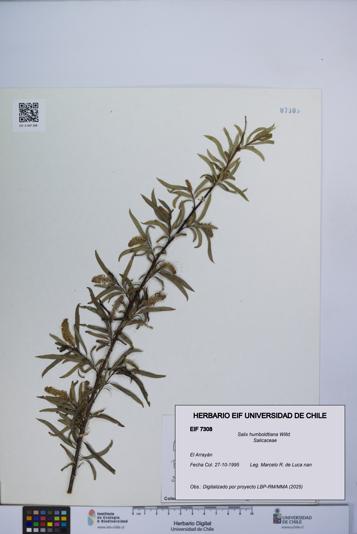 Salix humboldtiana [Espécimen: UCH:EIF:0007308]