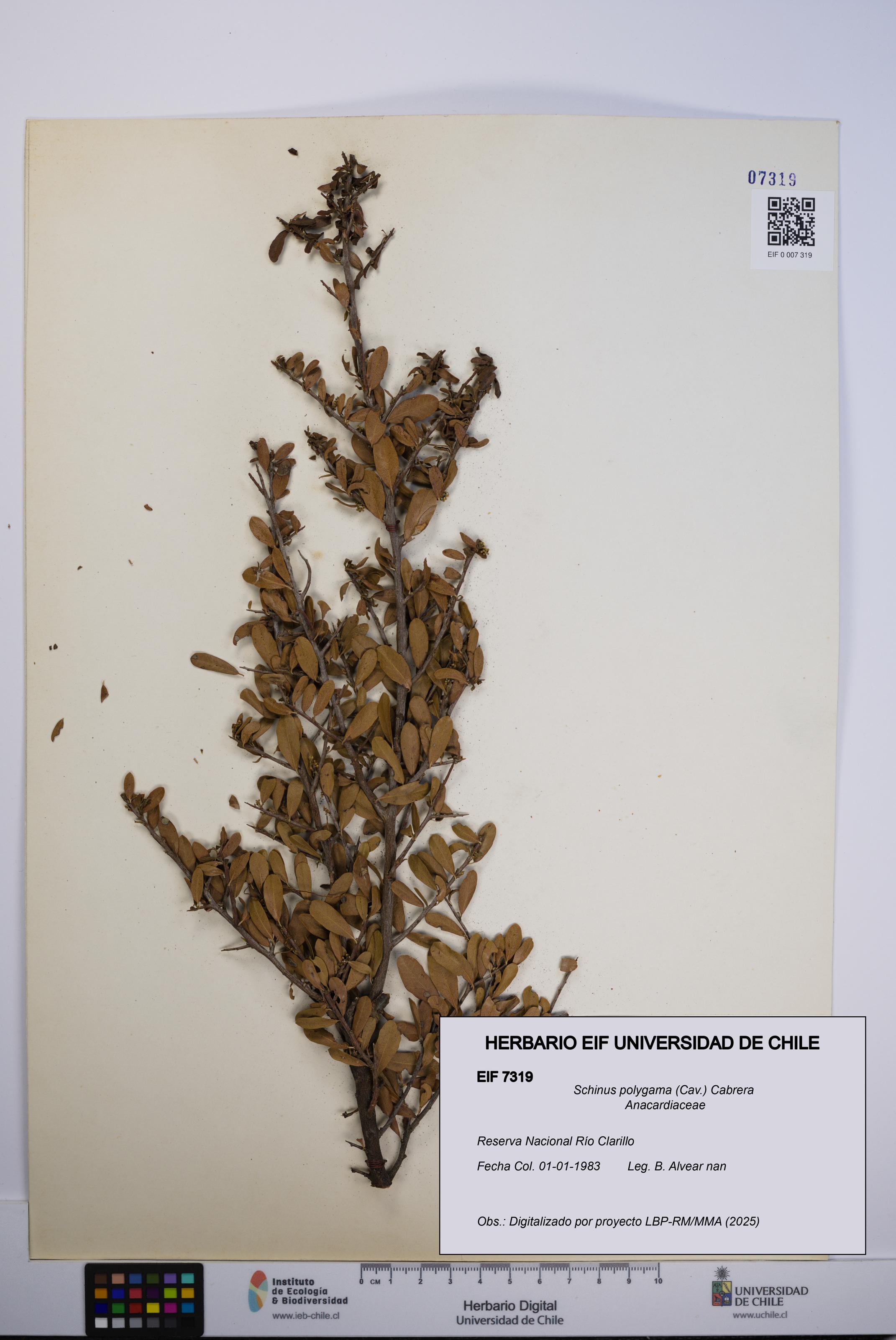 Schinus polygama [Espécimen: UCH:EIF:0007319]