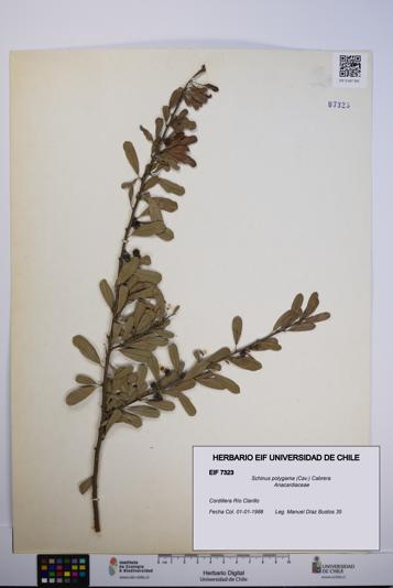 Schinus polygama [Espécimen: UCH:EIF:0007323]
