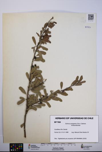 Schinus polygama [Espécimen: UCH:EIF:0007323]