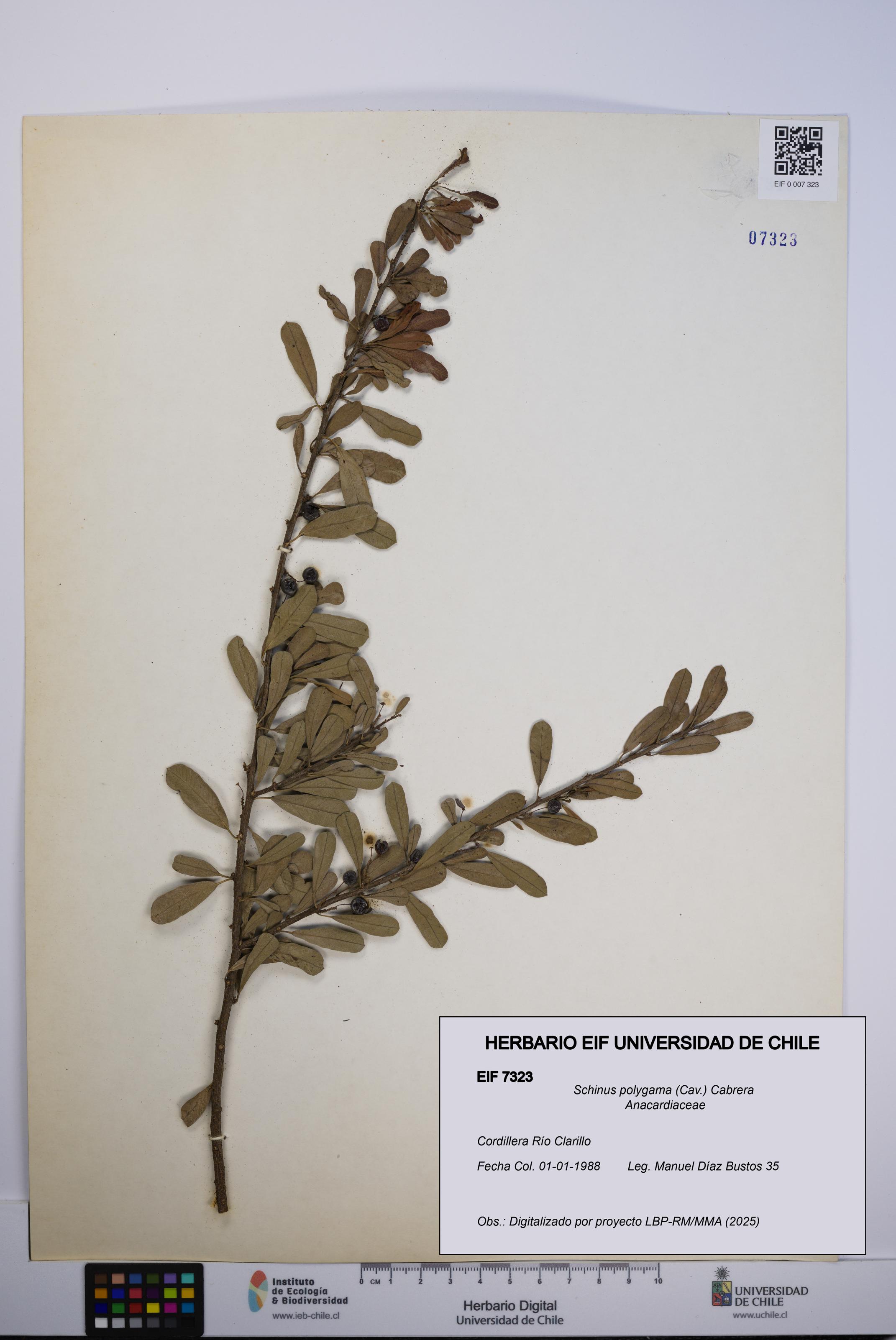 Schinus polygama [Espécimen: UCH:EIF:0007323]