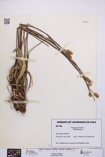 Plantago lanceolata [Espécimen: UCH:EIF:0007341]