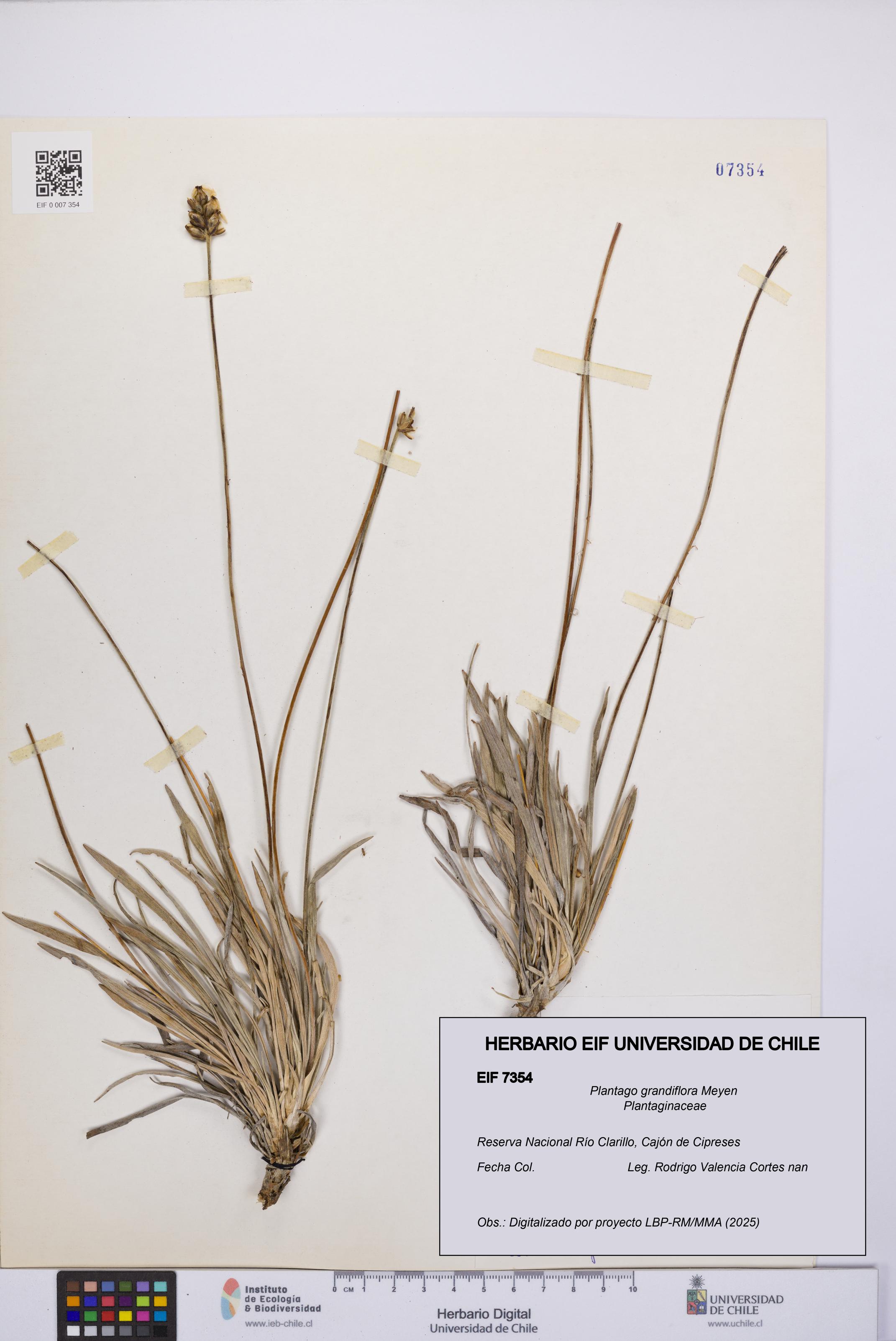 Plantago grandiflora [Espécimen: UCH:EIF:0007354]