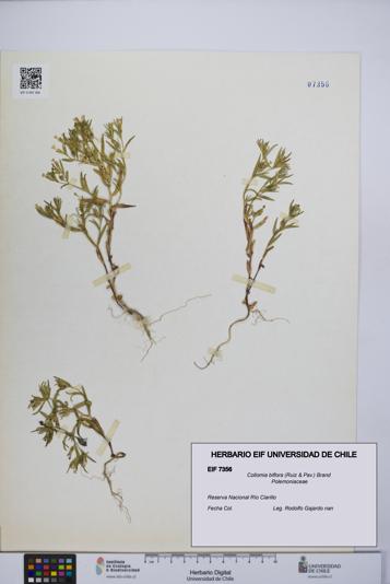 Collomia biflora [Espécimen: UCH:EIF:0007356]