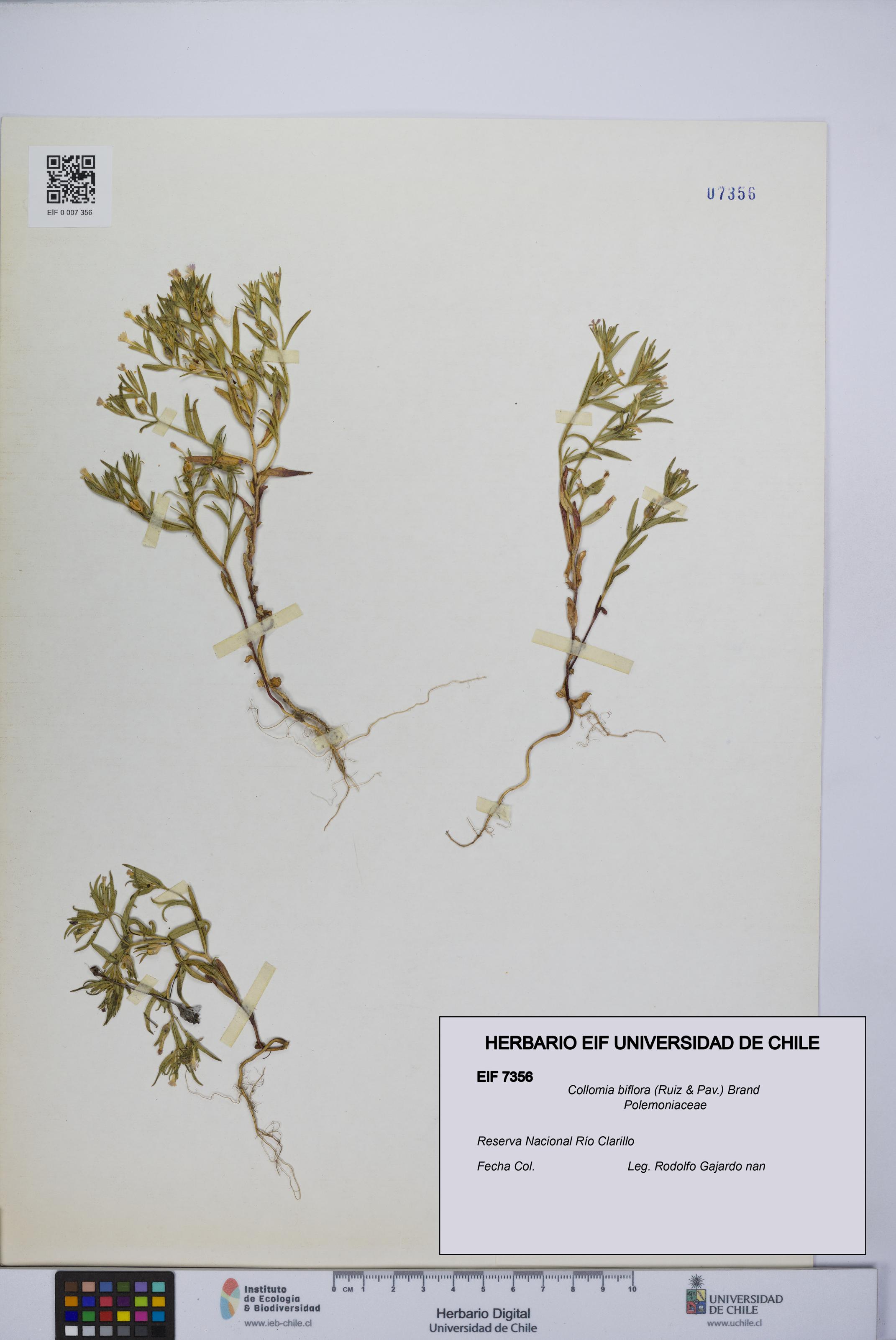 Collomia biflora [Espécimen: UCH:EIF:0007356]