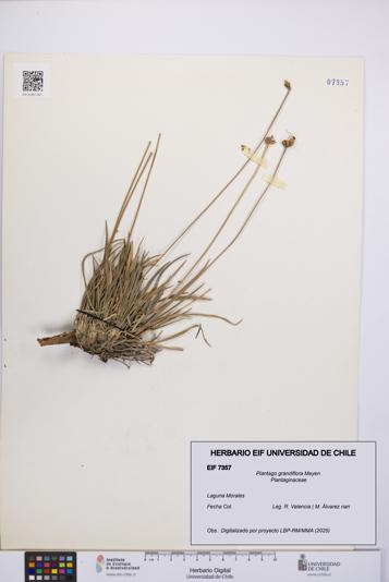 Plantago grandiflora [Espécimen: UCH:EIF:0007357]