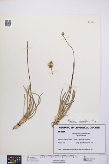 Plantago grandiflora [Espécimen: UCH:EIF:0007359]