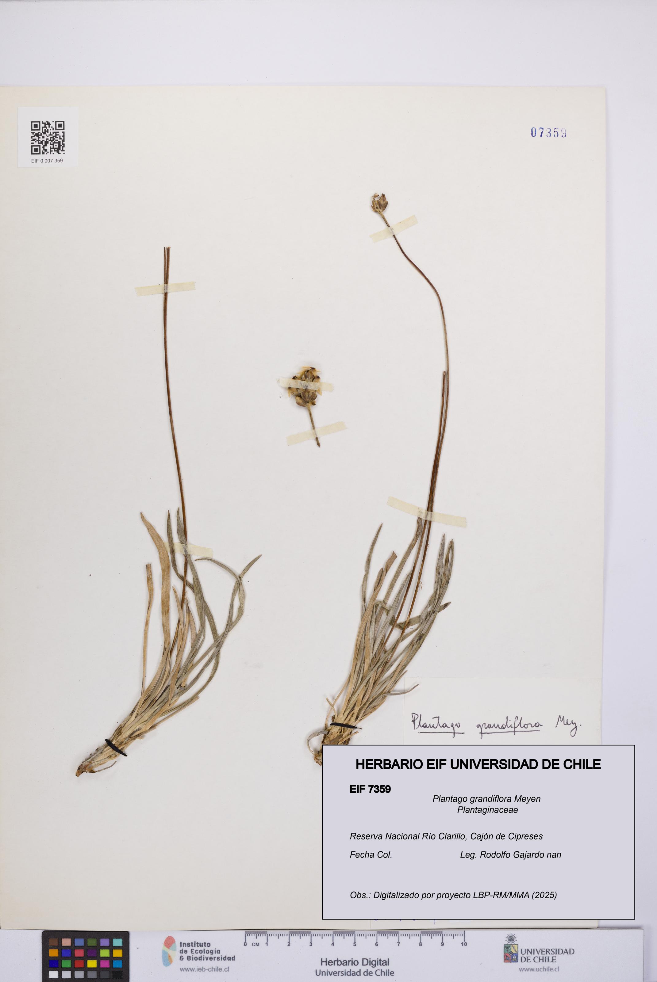 Plantago grandiflora [Espécimen: UCH:EIF:0007359]