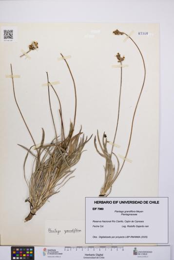 Plantago grandiflora [Espécimen: UCH:EIF:0007360]